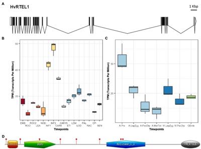 Downregulation of Barley Regulator of Telomere Elongation Helicase 1 Alters the Distribution of Meiotic Crossovers